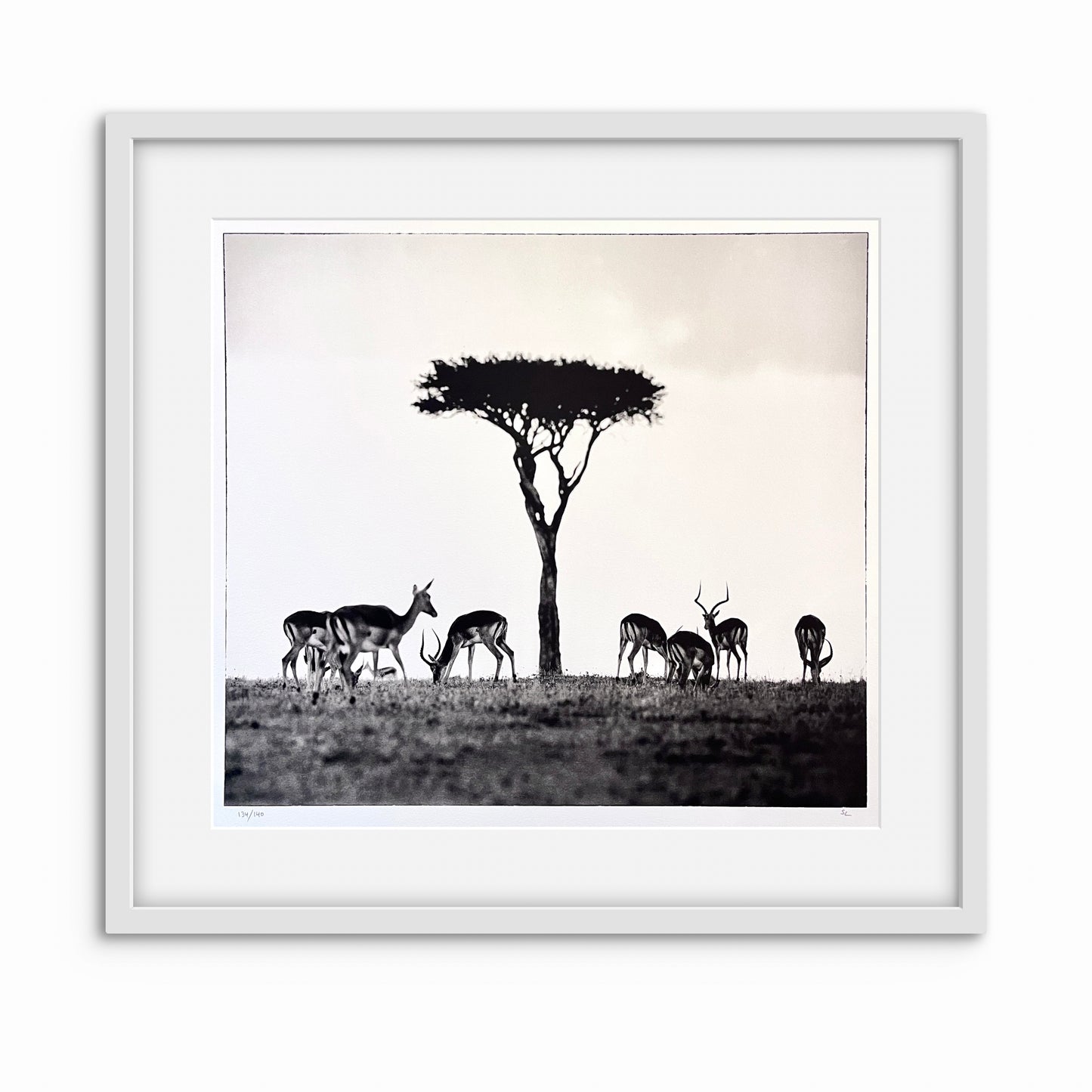 Impalas