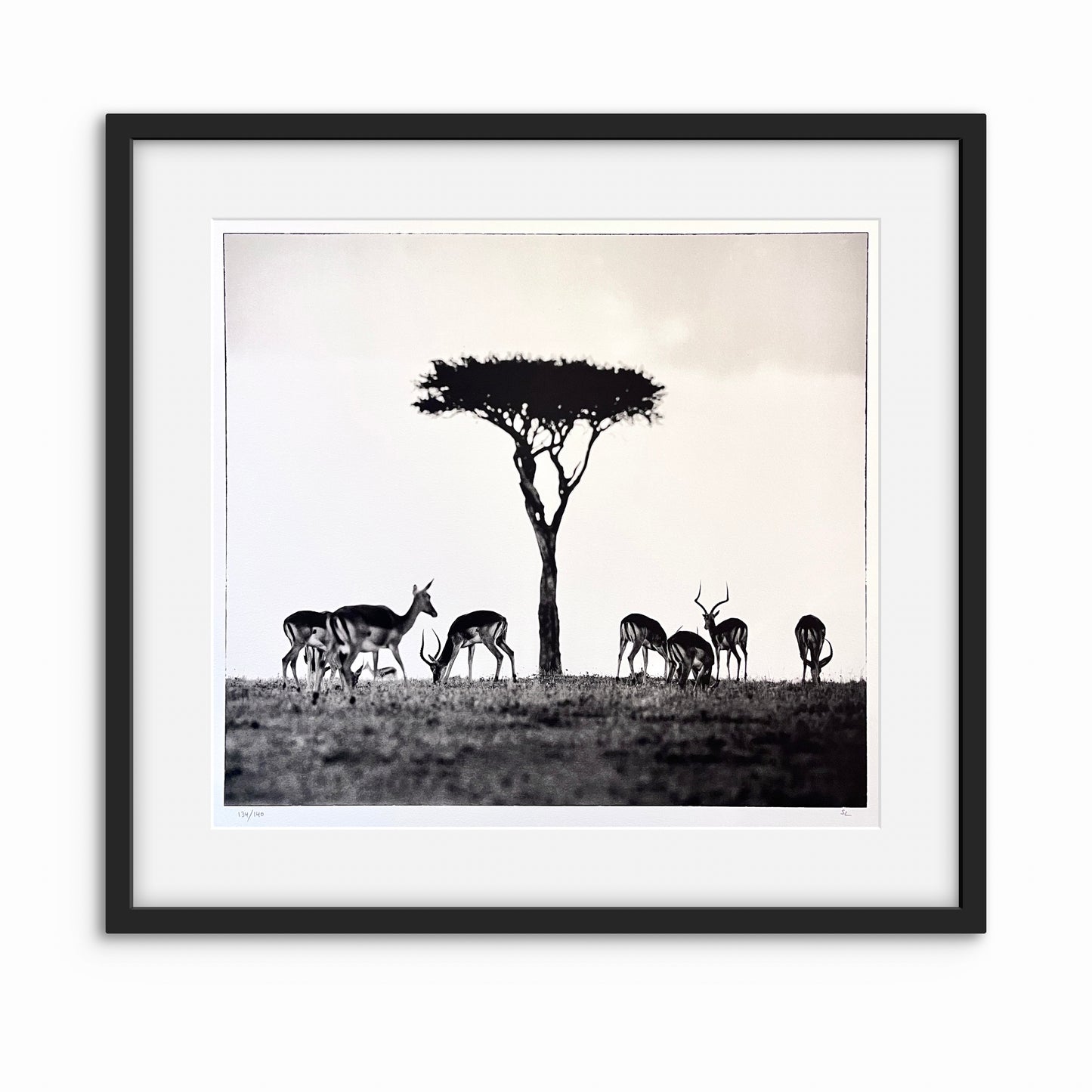 Impalas