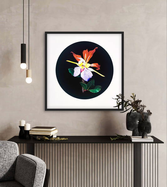 Orchilaurus Upsaliensis