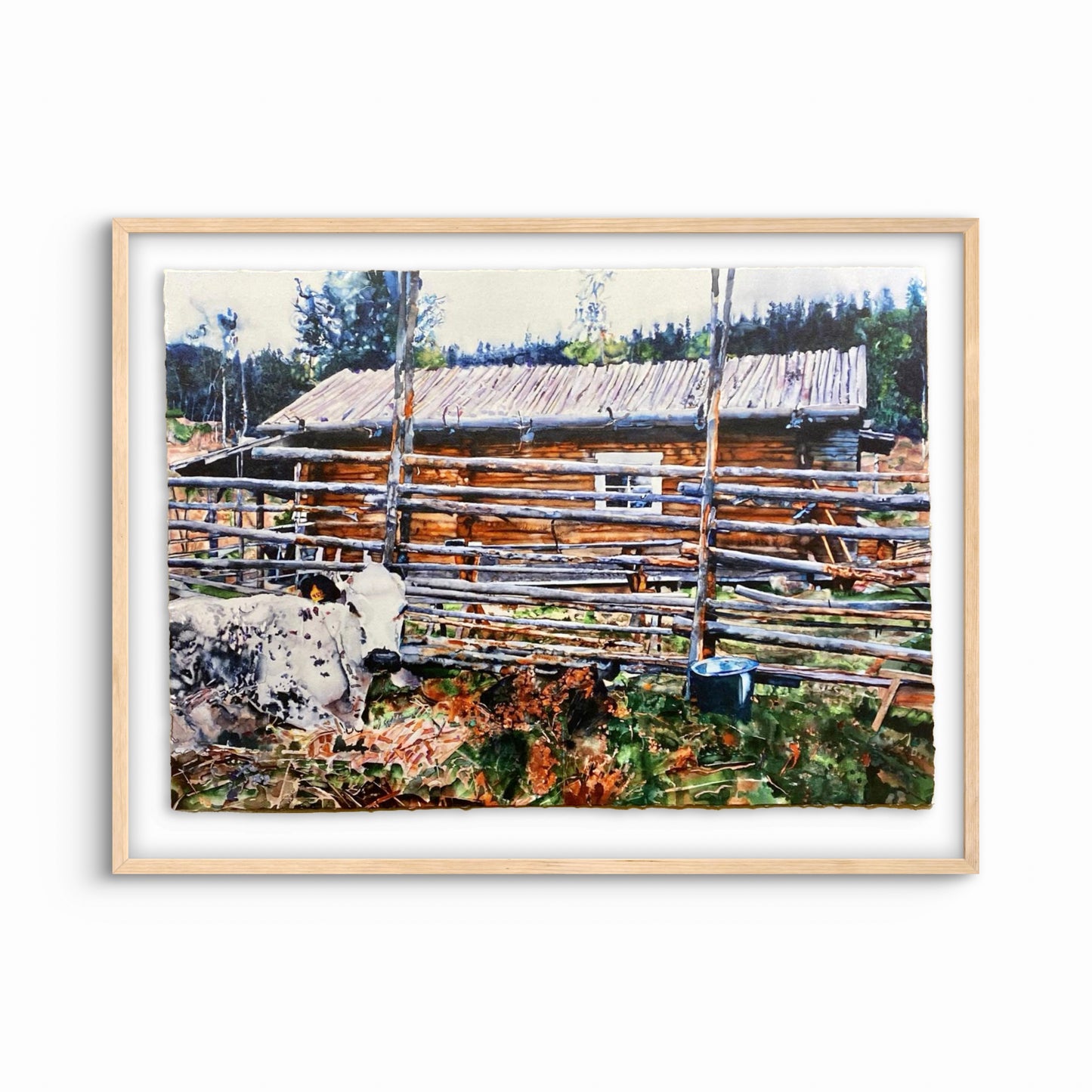 Mountain cow with calf at Ransbysätern