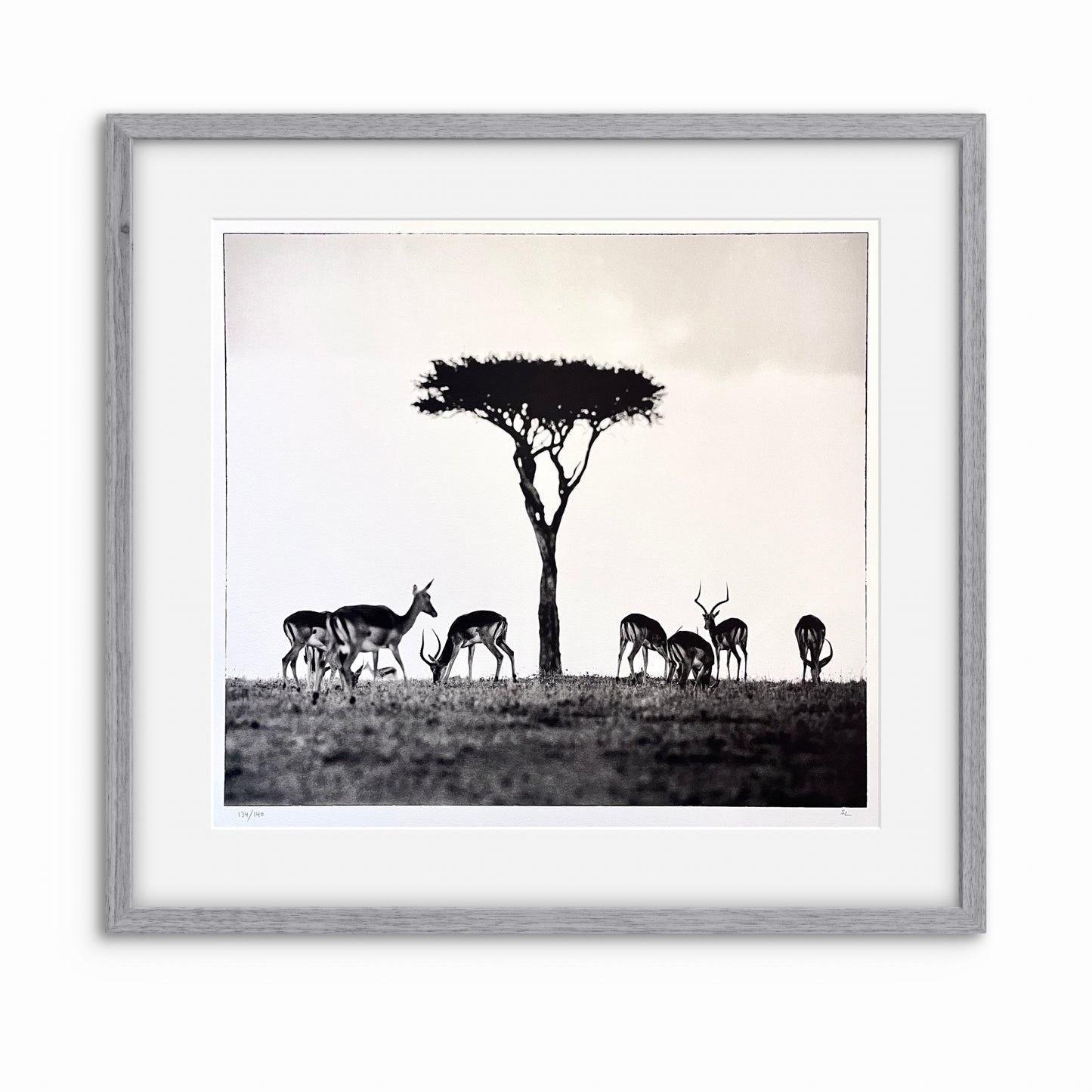 Impalas