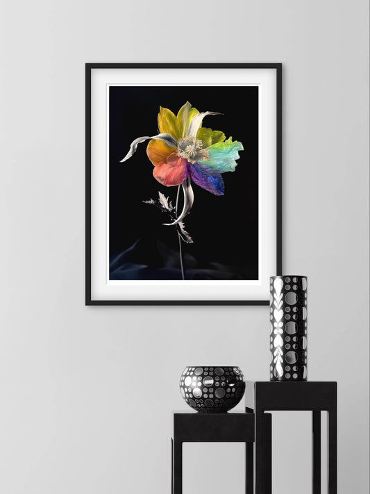 Tulipaver Arcus lV (Handkolorerad)