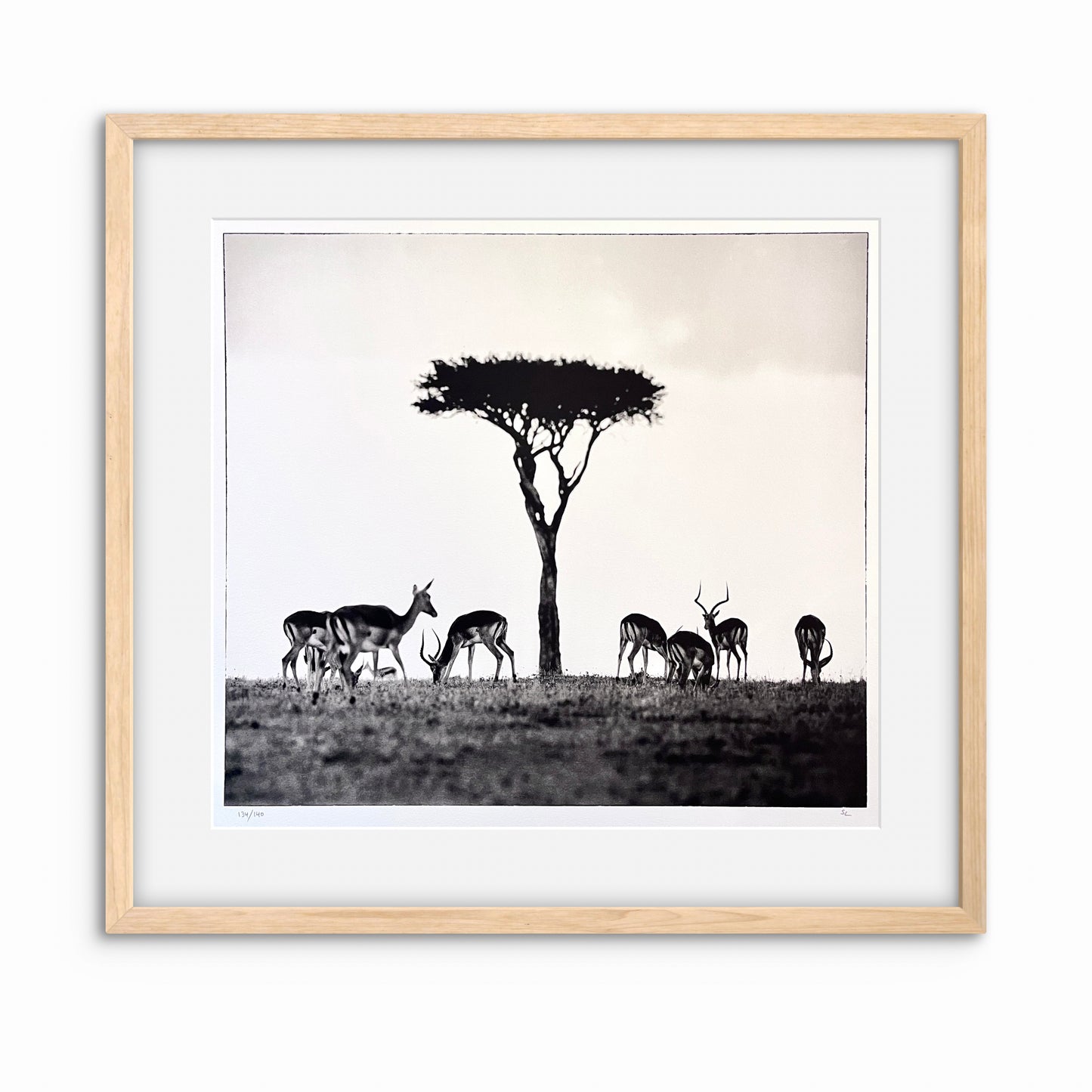 Impalas