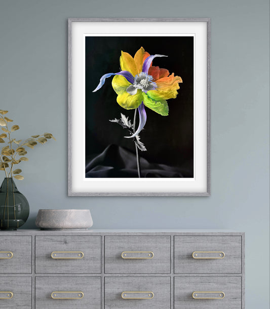 Tulipaver Arcus ll (Handkolorerad)