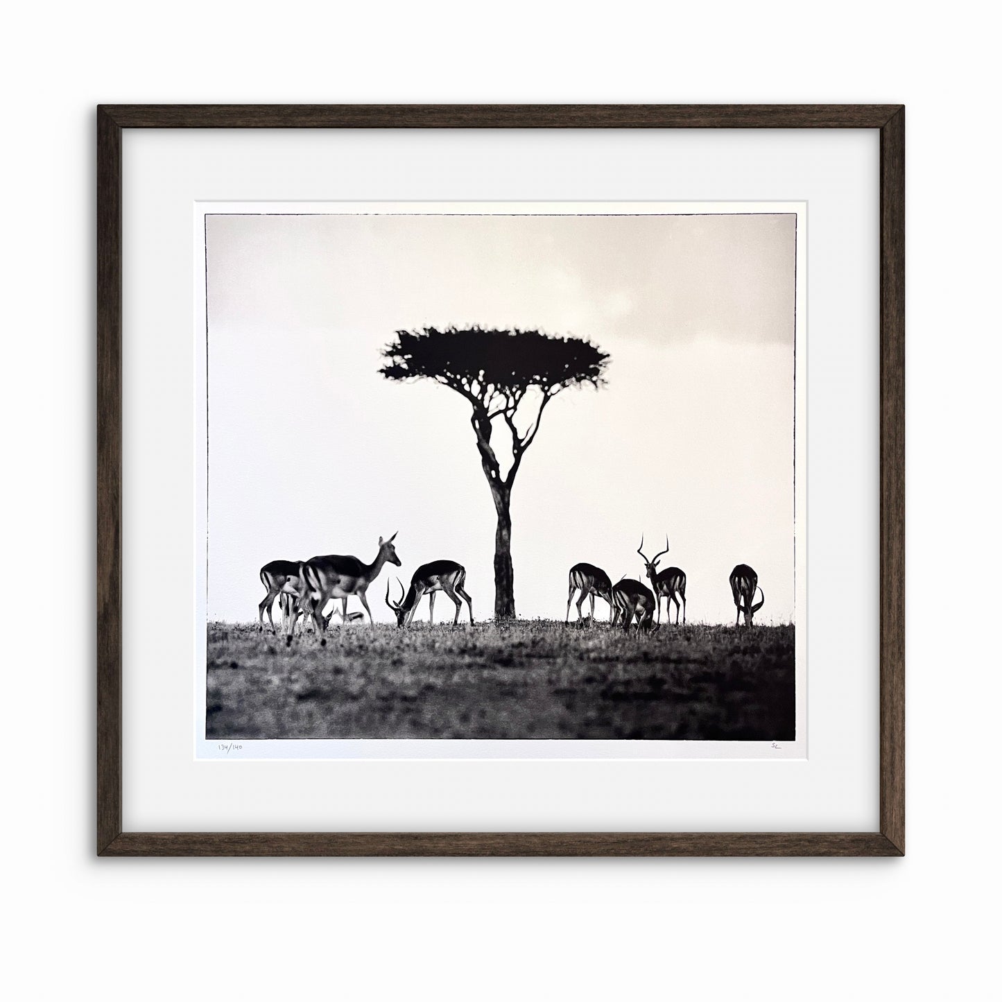 Impalas