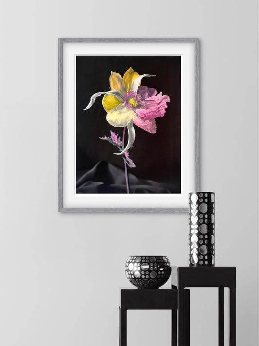 Tulipaver Arcus l (Handkolorerad)