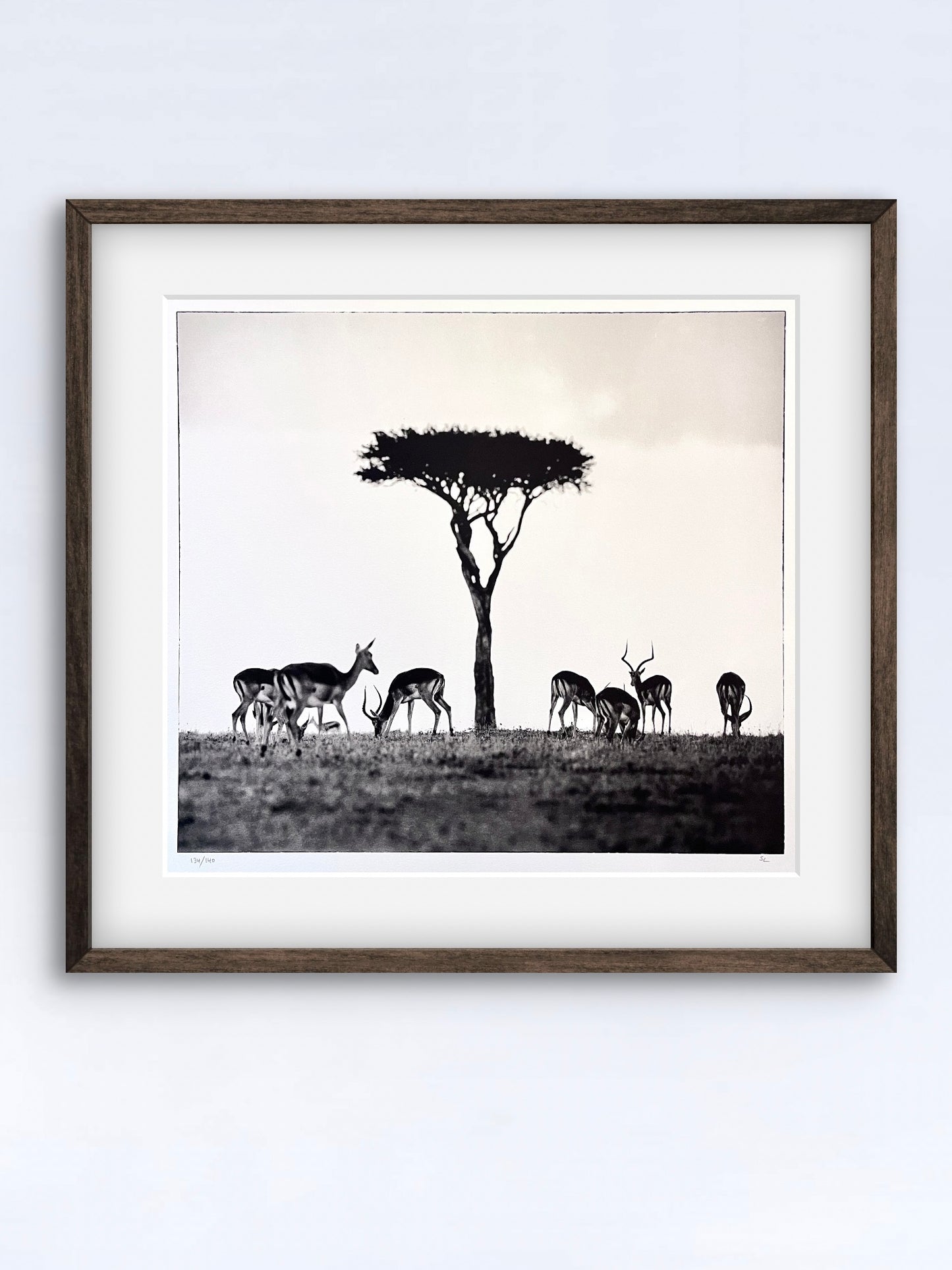 Impalas