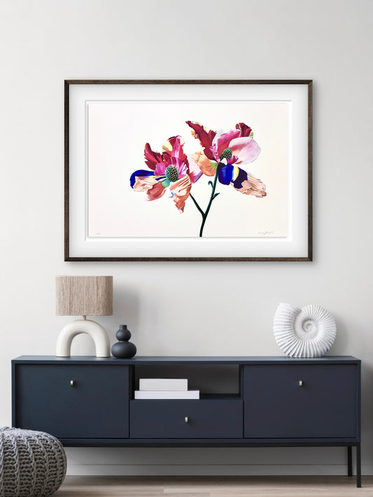 Kraftia Didymum (Light)