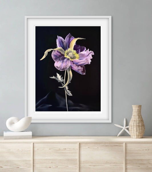 Tulipaver Arcus lll (Handkolorerad)