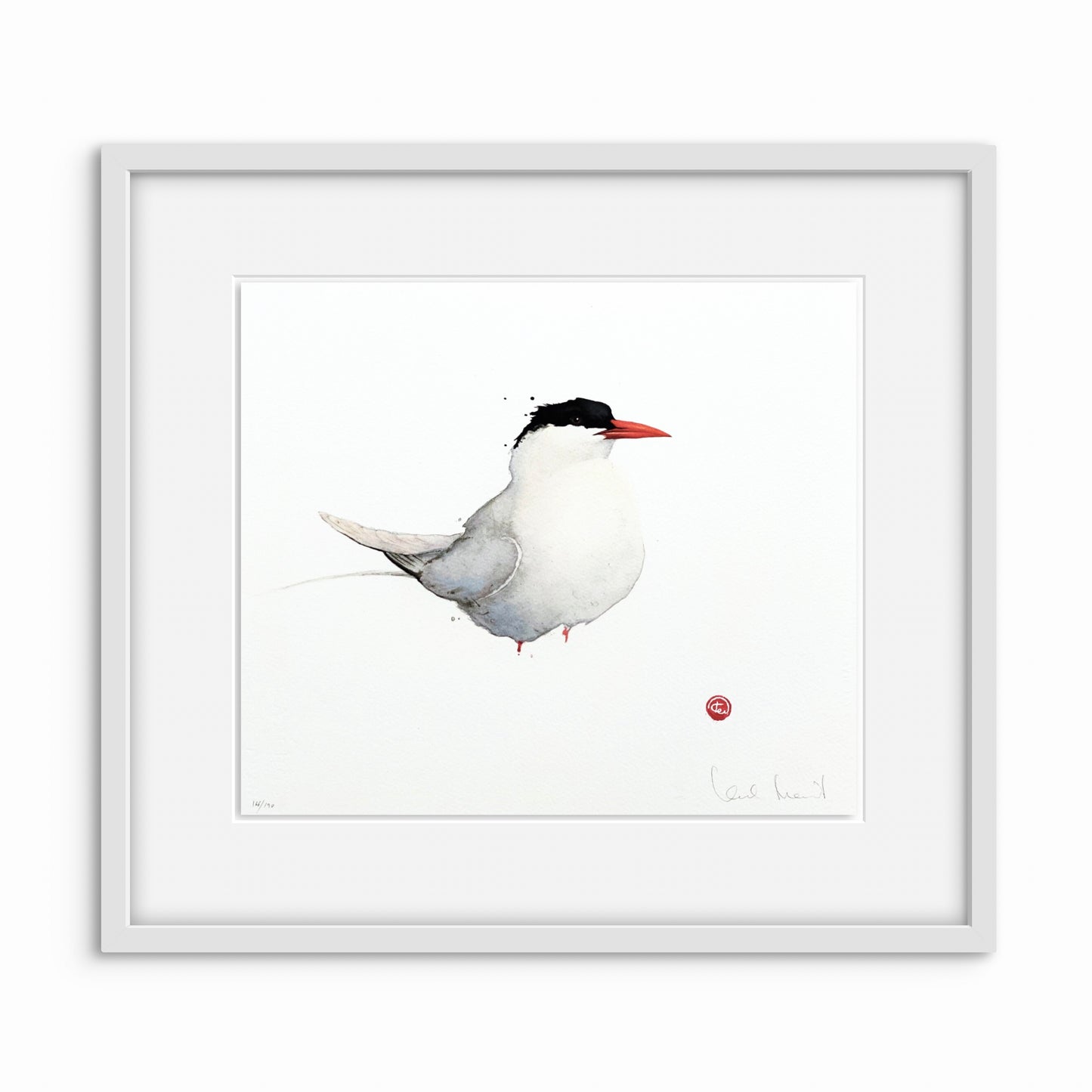 Arctic tern