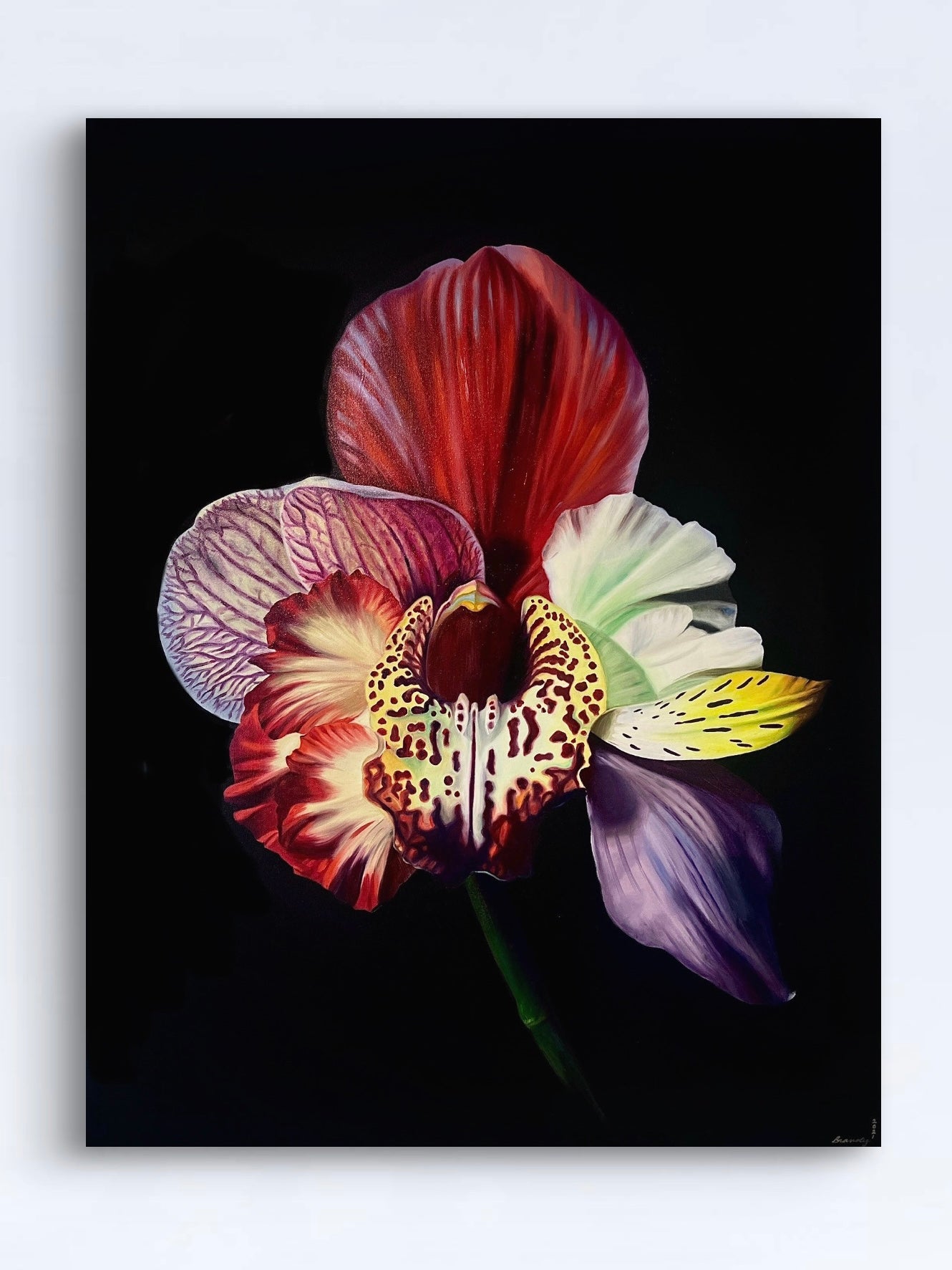 Orchidanthus nobelius, Hybrid No. 50