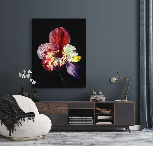 Orchidanthus nobelius, Hybrid No. 50