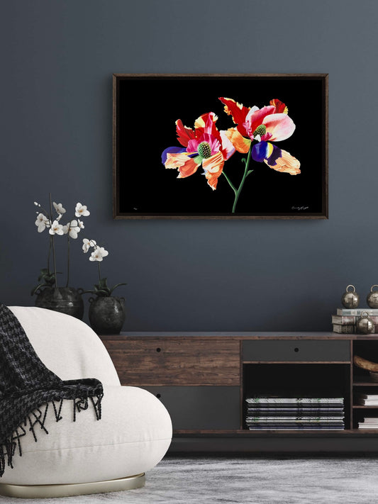 Kraftia Didymum (Dark)