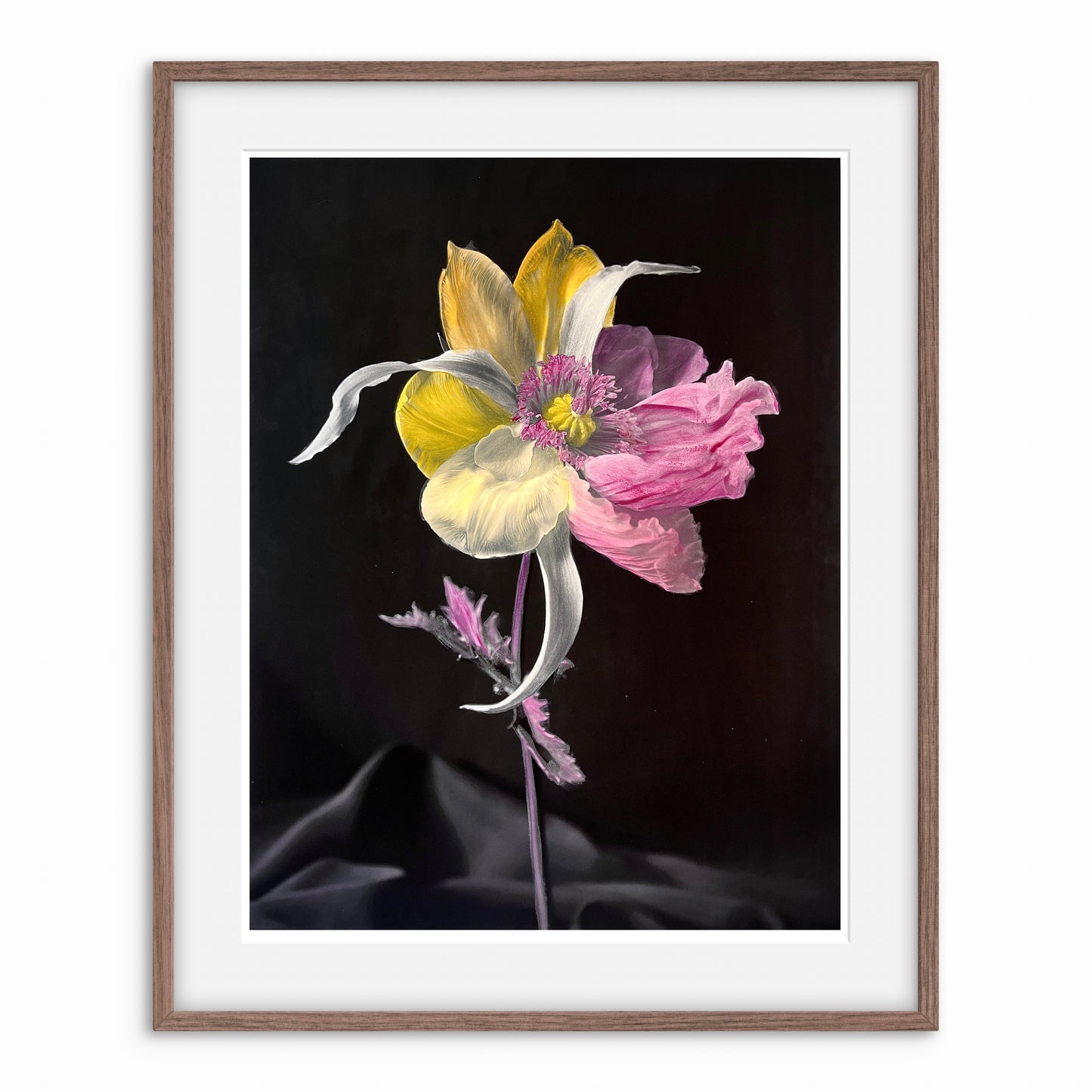 Tulipaver Arcus l (Handkolorerad)