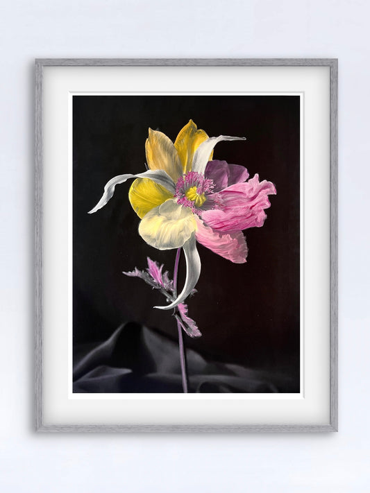 Tulipaver Arcus l (Handkolorerad)