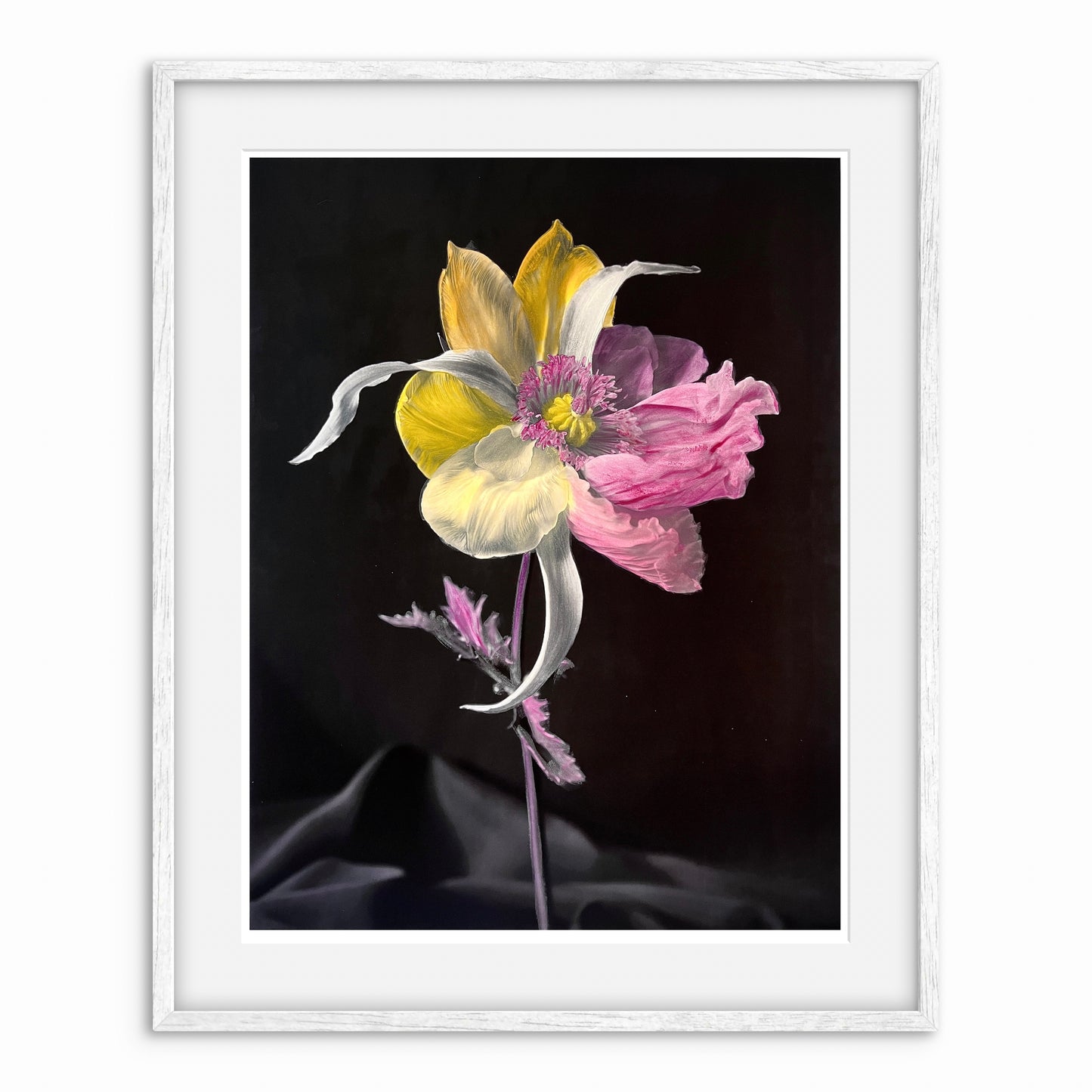 Tulipaver Arcus l (Handkolorerad)