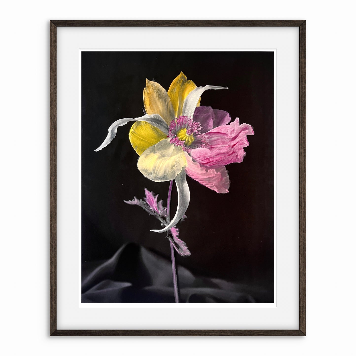 Tulipaver Arcus l (Handkolorerad)