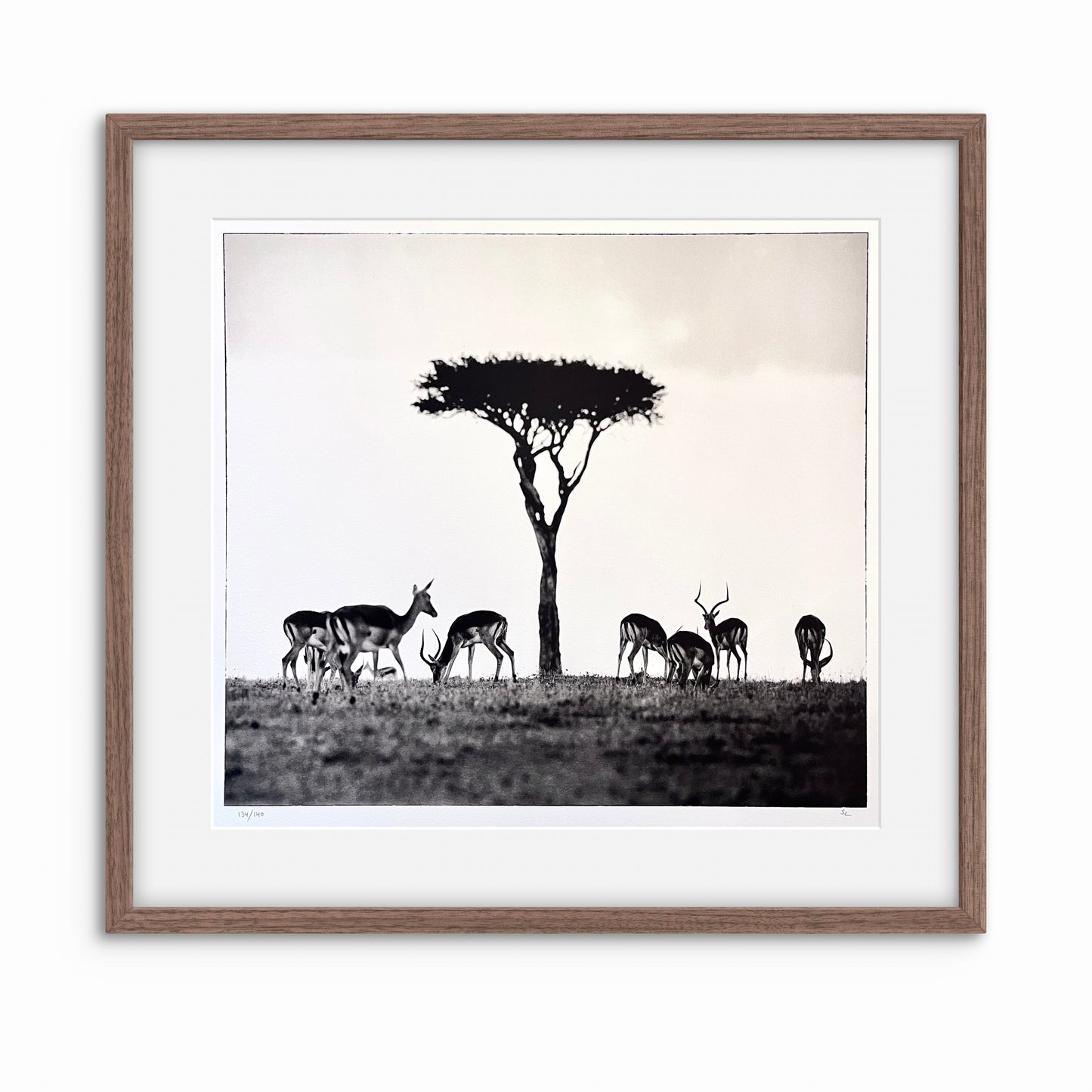 Impalas
