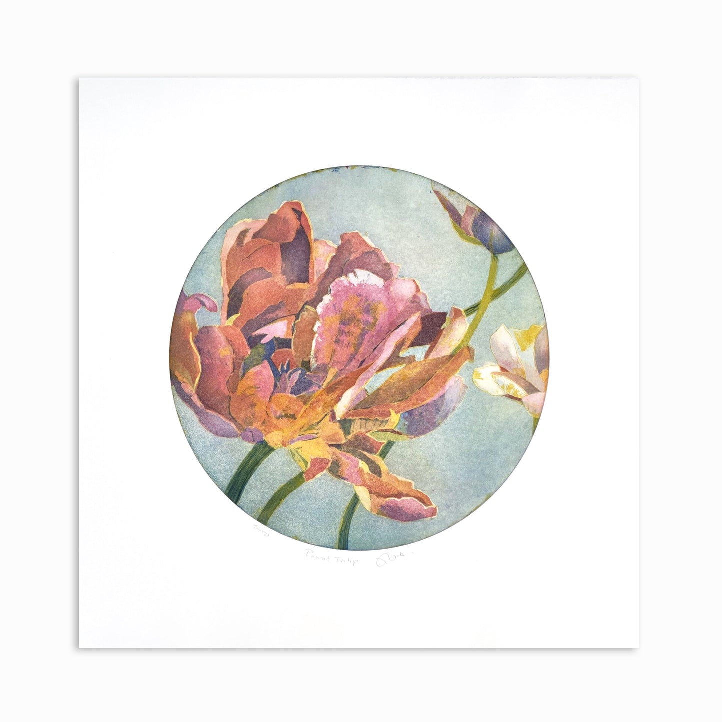 Parrot tulip