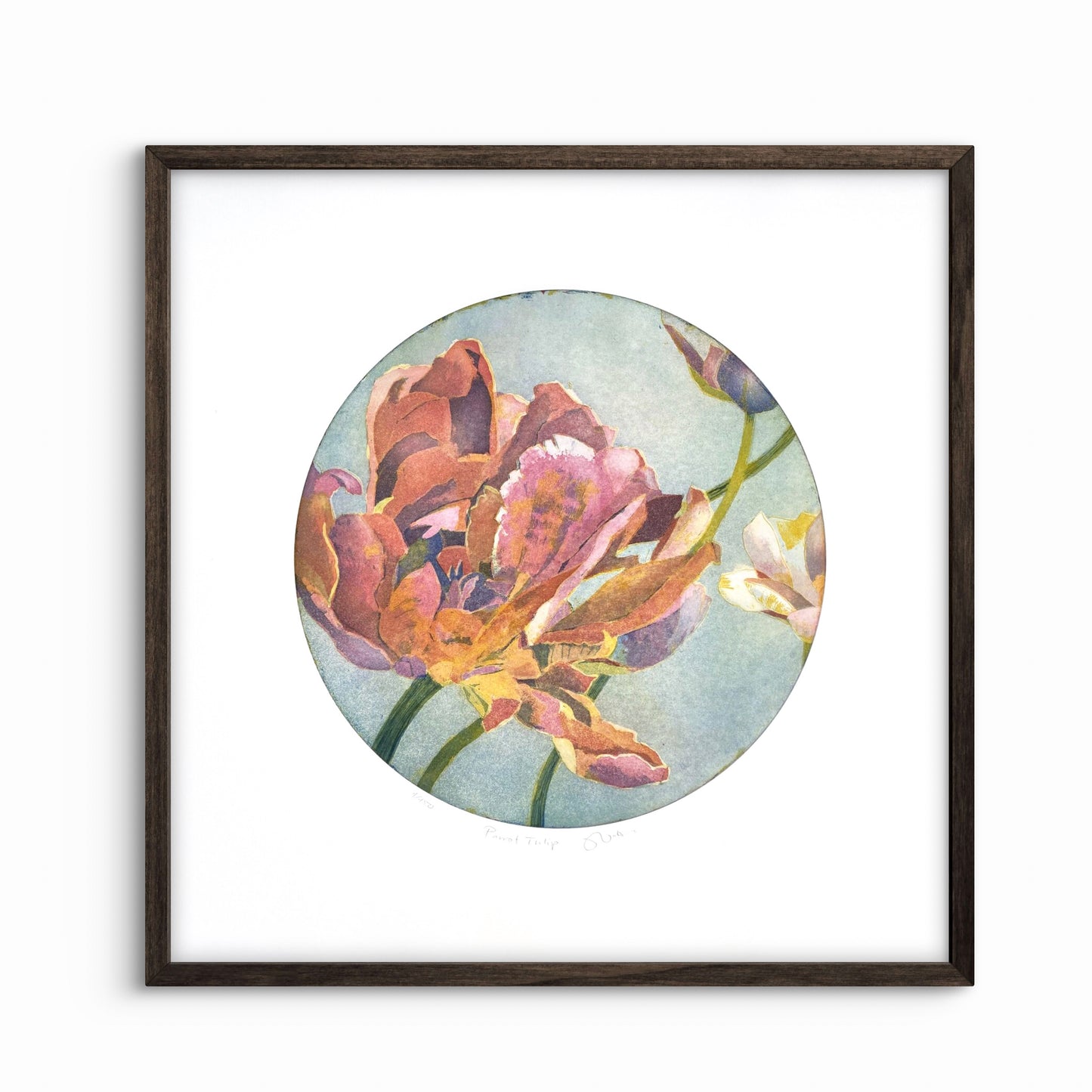 Parrot tulip