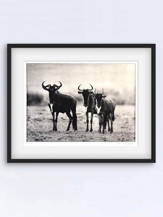 Wildebeest