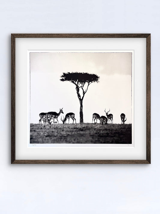 Impalas