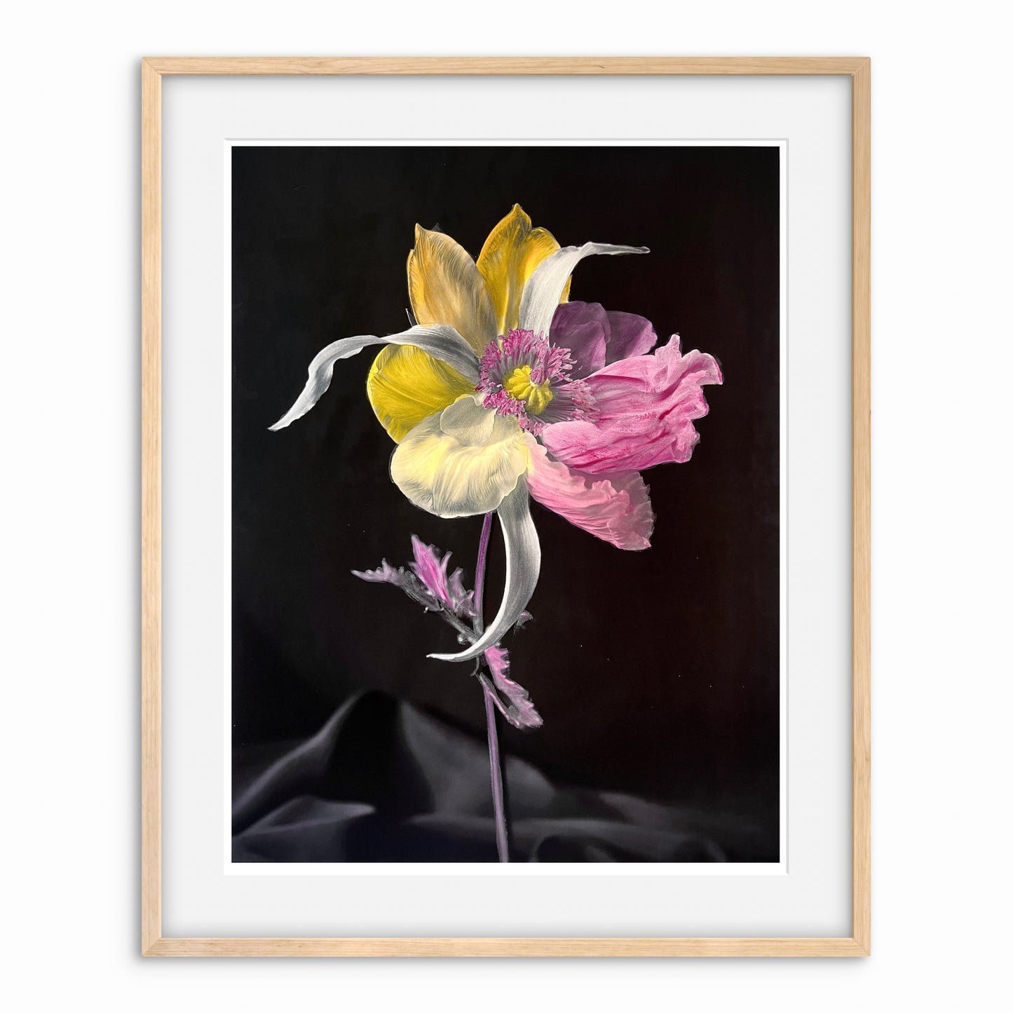 Tulipaver Arcus l (Handkolorerad)