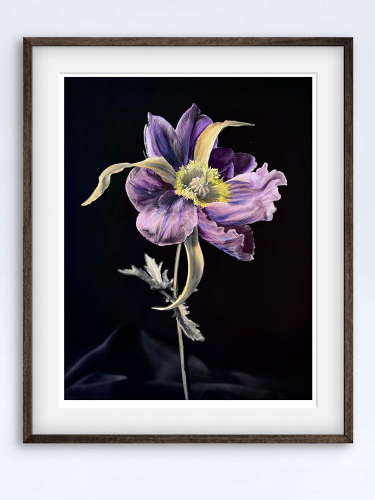 Tulipaver Arcus lll (Handkolorerad)