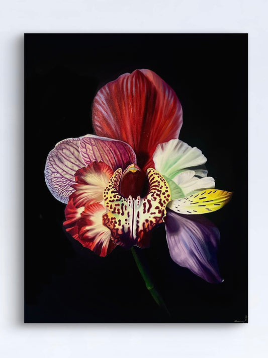 Orchidanthus nobelius, Hybrid No. 50