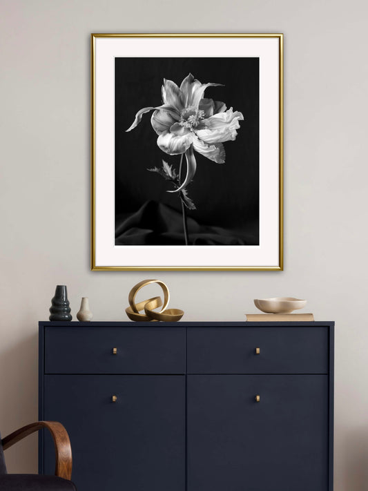 Tulipaver Arcus