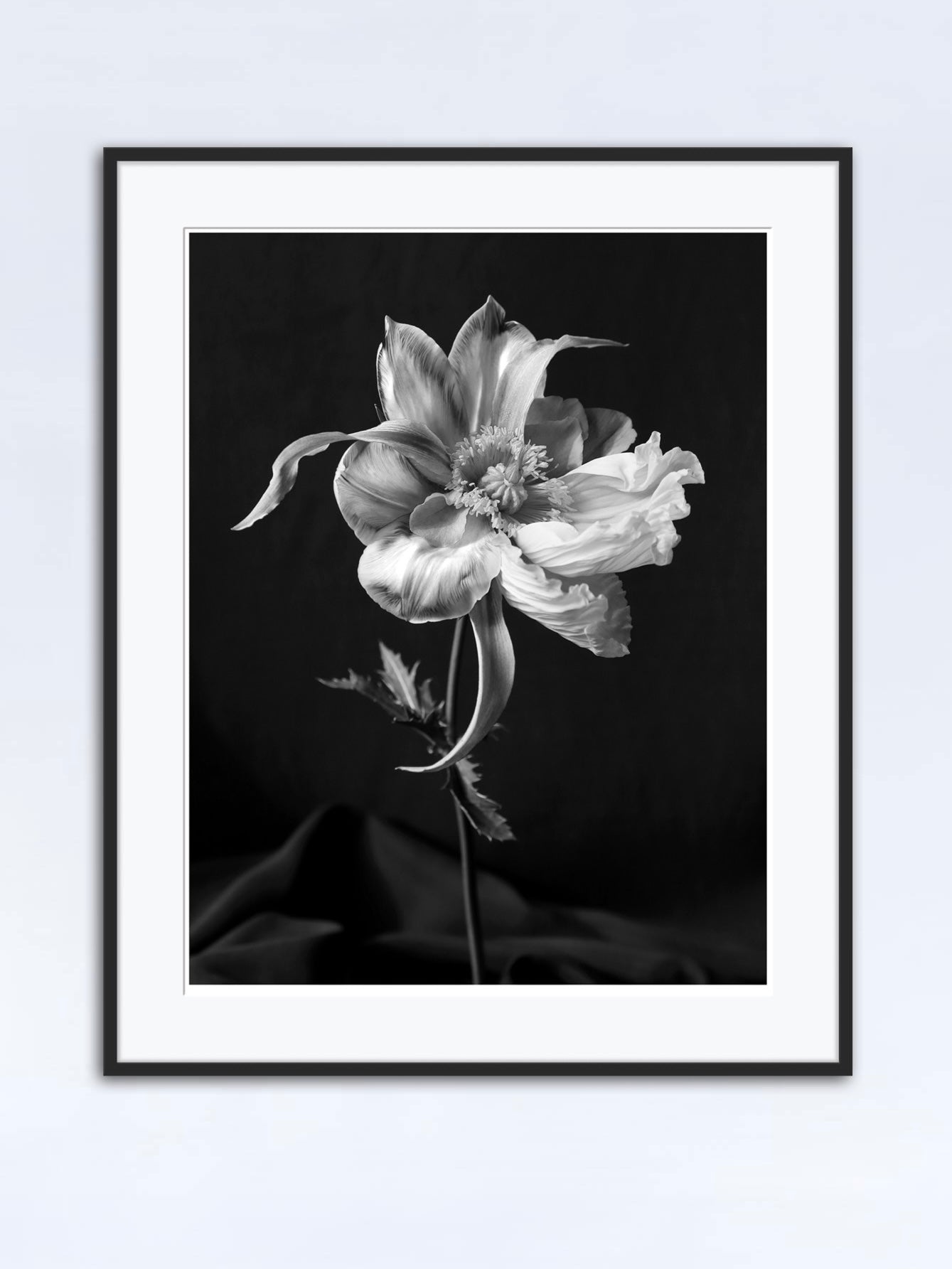Tulipaver Arcus