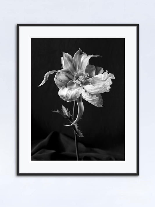 Tulipaver Arcus