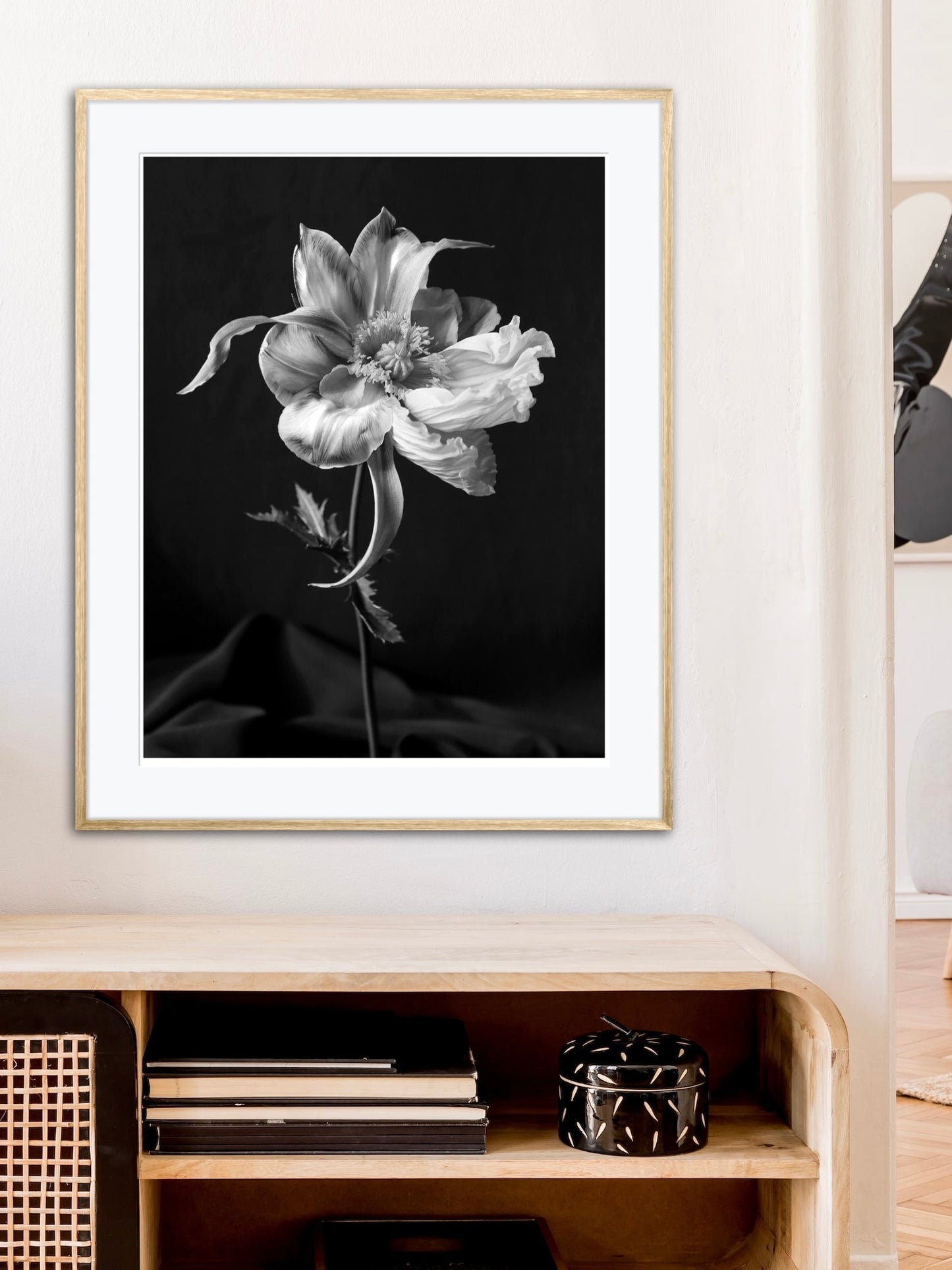 Tulipaver Arcus